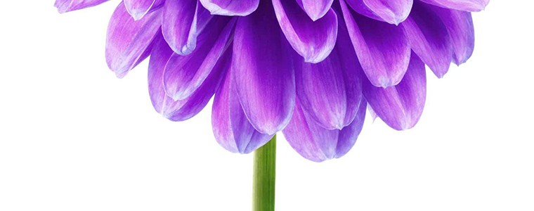TELUS Health Learning: Recorded Webinars