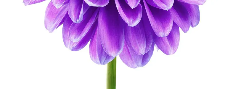 TELUS Health Learning: Recorded Webinars