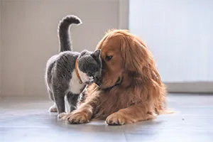 Pet Insurance to protect your family's best friend