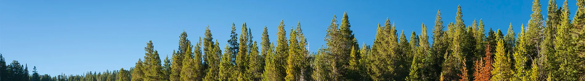 Go Paperless to save trees